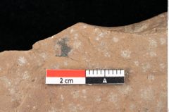 Foto (Detailsansicht) von Quercus palaeoilex Ettingshausen (NHMW-GEO-2024-0188-0845)